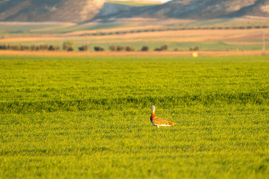 Eurasian Great Bustard (Otis tarda) photographed in Spain