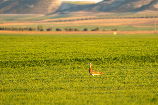 Eurasian Great Bustard (Otis tarda) photographed in Spain