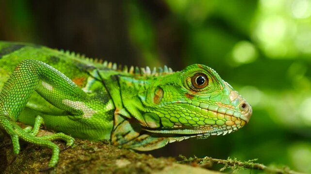 Juvenile Green Iguana (Iguana iguana). In its natural habitat, a liana in lowland tropical rainforest near Puerto Quito in western Ecuador