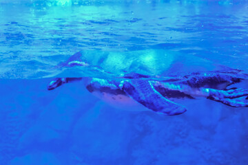 Obraz premium a penguin swimming just below the surface of clear, vibrant blue water