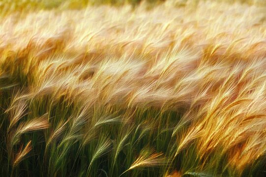 sunlit golden grain field with feathery seed heads swaying in the wind, peaceful warm late afternoon atmosphere