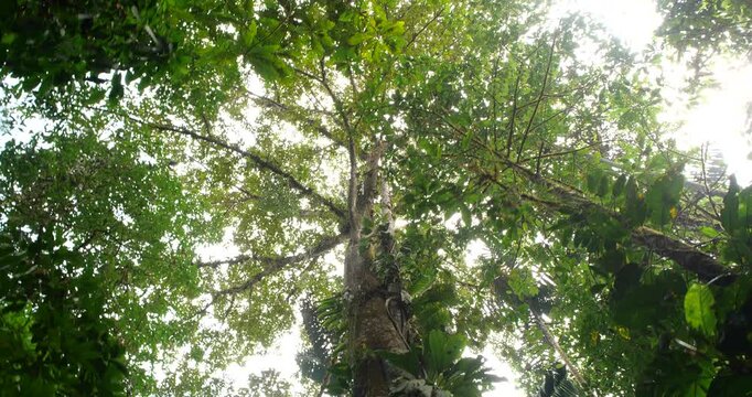Looking up to the crown of a large rainforest tree. Near Puerto Quito in western Ecuador