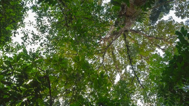 Time lapse view of the  rainforest  canopy. In pristine lowland rainforest near Puerto Quito in western Ecuador, part of the biodiverse but threatened Choco Biogeographical Region.