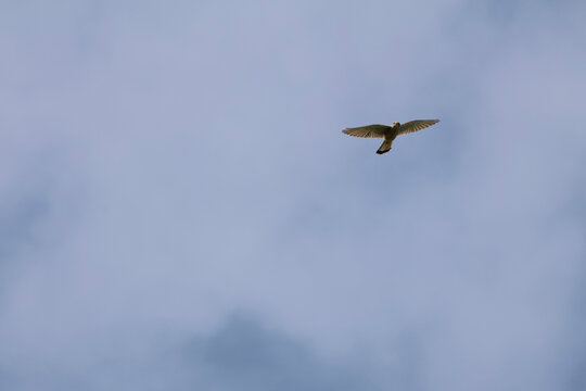 Turmfalke am Himmel schwebend