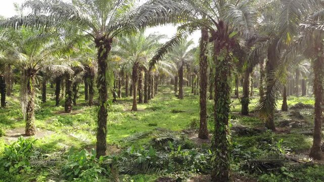 Aerial view of an Oil Palm (Elaeis oliefera)  plantation in western Ecuador. Vast areas of the humid tropics worldwide have been deforested to make way for oil palm plantations