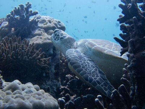A green sea turtle (Chelonia mydas) rests on a coral reef in Moalboal, Cebu, Philippines. The turtle displays its distinctive patterned shell and scaly flippers against the reef substrate. A protected