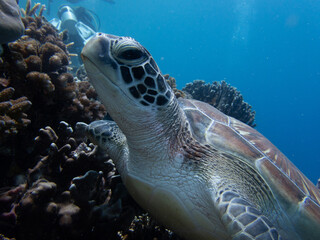 A green sea turtle (Chelonia mydas) rests on a coral reef in Moalboal, Cebu, Philippines. The turtle displays its distinctive patterned shell and scaly flippers against the reef substrate. A protected © Ariel