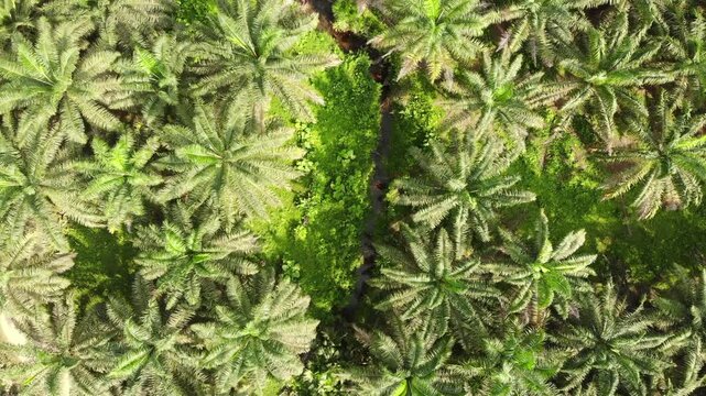 Aerial view of an Oil Palm (Elaeis oliefera)  plantation in western Ecuador. Vast areas of the humid tropics worldwide have been deforested to make way for oil palm plantations