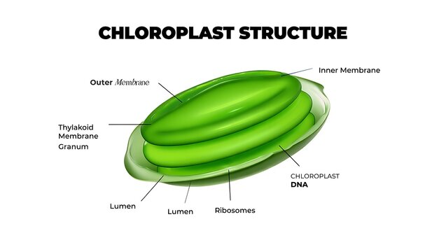 In biology, chloroplasts are specialized organelles found in plant cells and some algae. They are responsible for photosynthesis, the process that converts light energy into chemical energy (sugar).