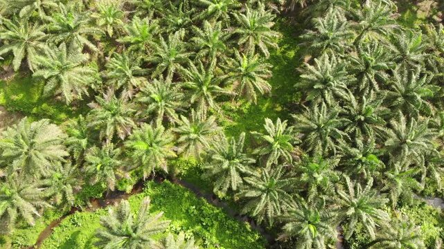 Aerial view of an Oil Palm (Elaeis oliefera)  plantation in western Ecuador. Vast areas of the humid tropics worldwide have been deforested to make way for oil palm plantations