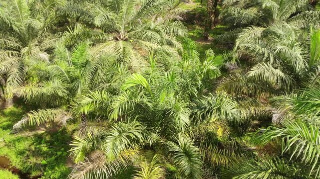 Aerial view of an Oil Palm (Elaeis oliefera)  plantation in western Ecuador. Vast areas of the humid tropics worldwide have been deforested to make way for oil palm plantations
