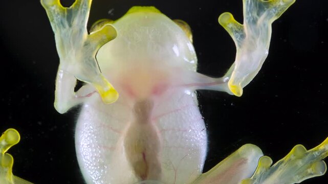 Underside of Glass Frog (Hyalinobatrachium tatayoi) These small frogs are transparent and the internal organs, beating heart, liver and intestines are visible. From lowland rainforest in W Ecuador