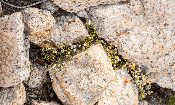 Kings Sandwort Blooms In The Gaps Between Rocks In The Trail Along Rae Lakes Loop In Kings Canyon