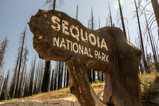 Looking Up At Sequoia National Park Sign With Burned Trees In The Background