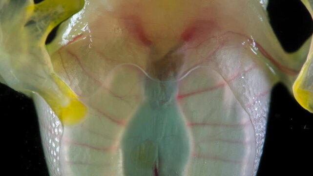 Underside of Glass Frog (Hyalinobatrachium tatayoi) These small frogs are transparent and the internal organs, beating heart, liver and intestines are visible. From lowland rainforest in W Ecuador