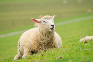 Fototapeta premium Isolated close-up of a happy sheep lying on the dike and enjoying life
