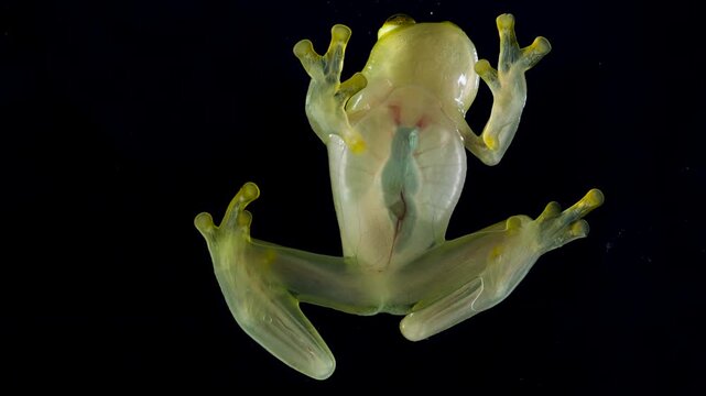 Underside of Glass Frog (Hyalinobatrachium tatayoi) These small frogs are transparent and the internal organs, beating heart, liver and intestines are visible. From lowland rainforest in W Ecuador