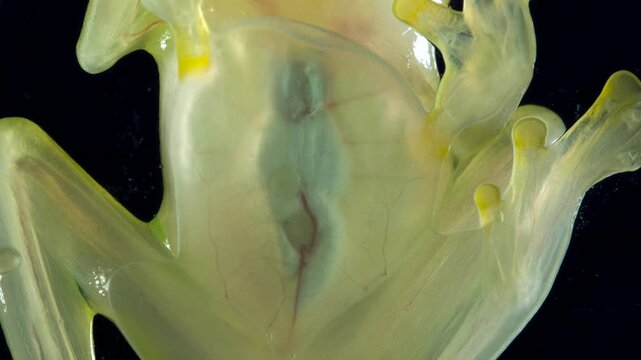 Underside of Glass Frog (Hyalinobatrachium tatayoi) These small frogs are transparent and the internal organs, beating heart, liver and intestines are visible. From lowland rainforest in W Ecuador