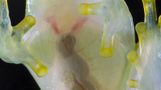 Underside of Glass Frog (Hyalinobatrachium tatayoi) These small frogs are transparent and the internal organs, beating heart, liver and intestines are visible. From lowland rainforest in W Ecuador