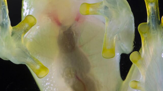 Underside of Glass Frog (Hyalinobatrachium tatayoi) These small frogs are transparent and the internal organs, beating heart, liver and intestines are visible. From lowland rainforest in W Ecuador