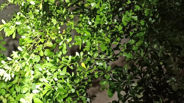 Terminalia mantaly leaves form layered tropical foliage with elegant patterns, creating a fresh and natural ornamental appearance.