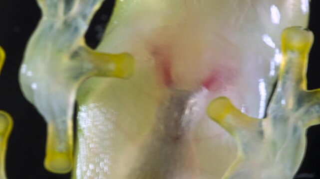 Underside of Glass Frog (Hyalinobatrachium tatayoi) These small frogs are transparent and the internal organs, beating heart, liver and intestines are visible. From lowland rainforest in W Ecuador