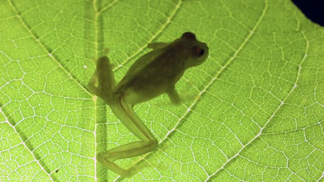 Glass Frog (Hyalinobatrachium tatayoi) on a leaf, backlit. These small frogs are transparent and the internal organs, heart, bones and blood vessels  are visible, western Ecuador.