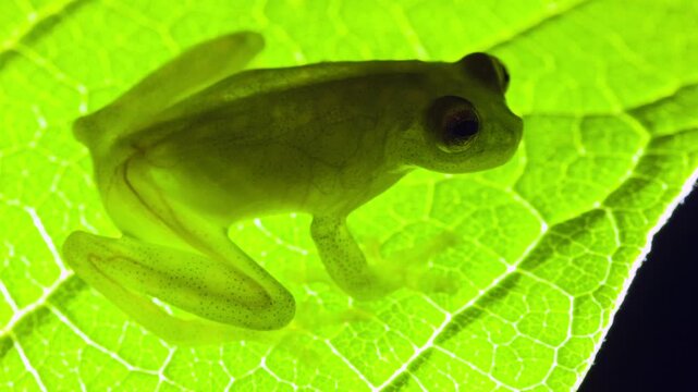 Glass Frog (Hyalinobatrachium tatayoi) on a leaf, backlit. These small frogs are transparent and the internal organs, heart, bones and blood vessels  are visible, western Ecuador.