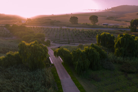 Aerial view of vineyard rows, lush green trees, and rolling hills under a soft pink sunrise sky Cape Town, Western Cape, South Africa.