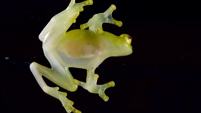 White-spotted Cochran Frog (Sachatamia albomaculata). Underside viewed through glass. This species of glass frog is semi transparent and the beating heart and blood vessels are visible. Ecuador