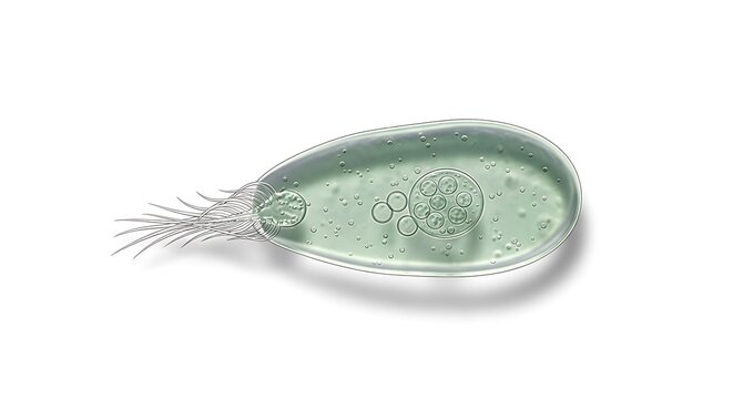 Paramecium microorganism under microscope.