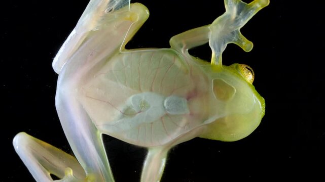 White-spotted Cochran Frog (Sachatamia albomaculata). Underside viewed through glass. This species of glass frog is semi transparent and the beating heart and blood vessels are visible. Ecuador