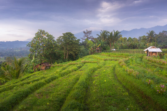 Aerial view of lush green rice terraces with small wooden huts and tropical palm trees under a cloudy sky with mountains in the background Sidemen, Bali, Indonesia.