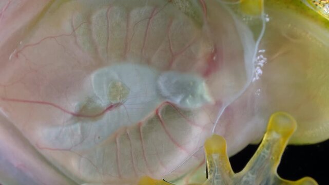 White-spotted Cochran Frog (Sachatamia albomaculata). Underside viewed through glass. This species of glass frog is semi transparent and the beating heart and blood vessels are visible. Ecuador