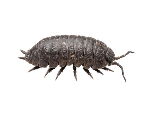 Isolated macro view of a woodlouse pill bug for educational and scientific research
