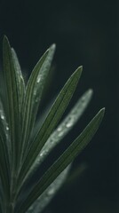 Fototapeta premium Close-up of dark green, slender leaves with dew drops, set against a dark, out-of-focus background.