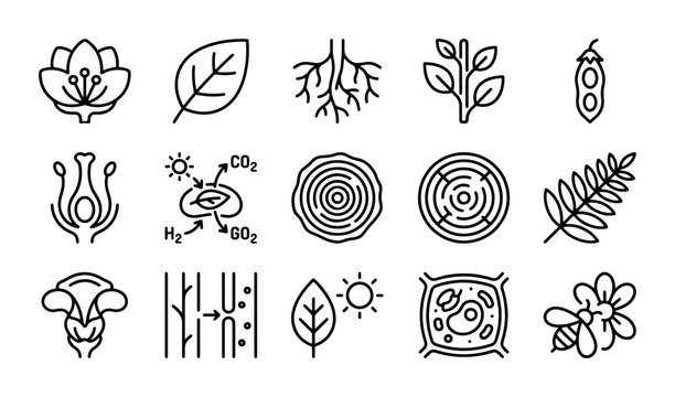 Botany Icons Set: Plant Biology, Photosynthesis, Cell Structure, Flower Anatomy, Vector Graphics