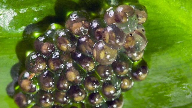 Developing eggs of the White-spotted Cochran Frog (Sachatamia albomaculata).on a leaf overhanging a shallow river. The tadpoles will fall into the water when they hatch. In lowland rainforest near Pue