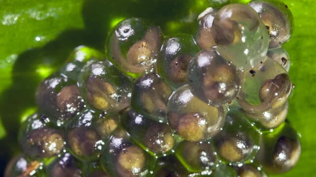 Developing eggs of the White-spotted Cochran Frog (Sachatamia albomaculata).on a leaf overhanging a shallow river. The tadpoles will fall into the water when they hatch. In lowland rainforest near Pue