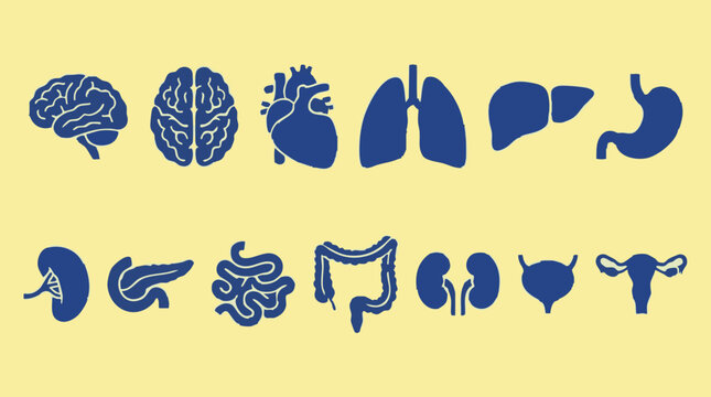Collection of Human Internal Organs Silhouettes on Yellow Background