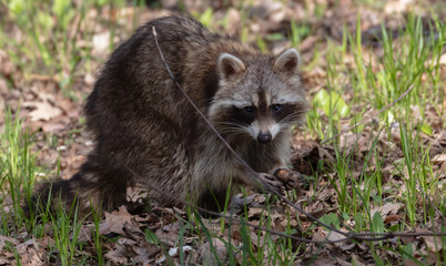 A raccoon found and holding an acorn in spring forest © Rhsphoto