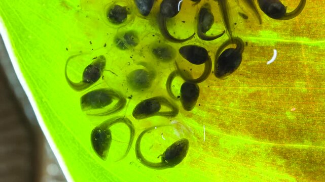 Developing tadpoles of the White-spotted Cochran Frog (Sachatamia albomaculata).on a leaf overhanging a shallow river.