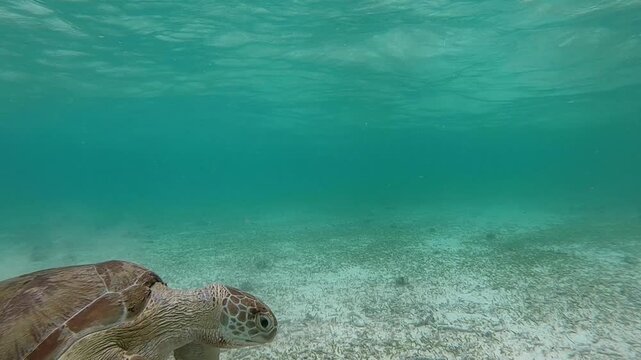 The green sea turtle (Chelonia mydas) with cleane fish is greazing on seagrass. Green sea turtles have a variety of parasites including barnacles, leeches, protozoans, cestodes, and nematodes.