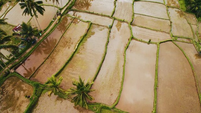 Aerial view of flooded rice paddy terraces for agriculture