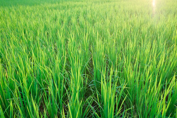 Obraz premium Vibrant Green Rice Field: An expansive rice field glows with vivid green hues under the sun's gentle touch, showcasing nature's purity.