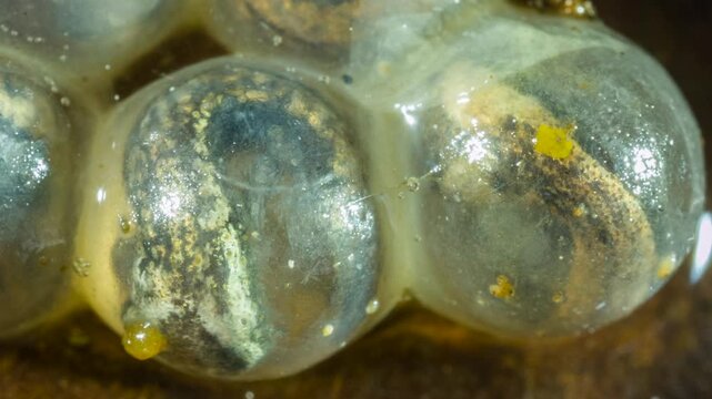Developing eggs of  the Hotel Zaracay Salamander (Bolitoglossa chica). In the rainforest leaf litter near Puerto Quito in western Ecuador