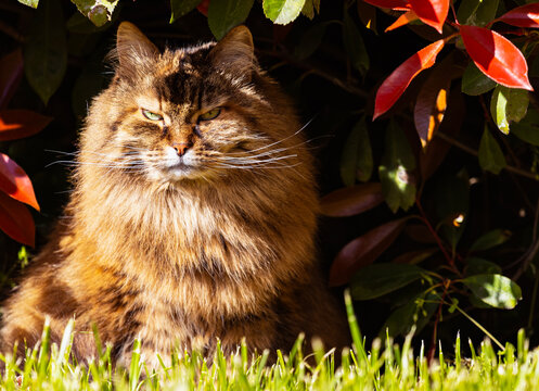 Adorable female of siberian cat in the garden