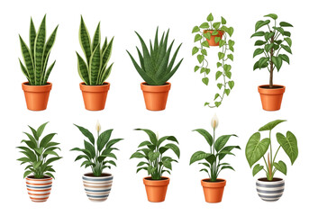 Fototapeta premium Various potted plants in small pots