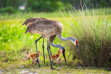 Obraz premium Sandhill crane familly with adults and chicks