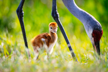 Obraz premium Sandhill crane chick and adult in the back